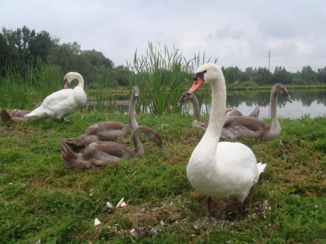 Agromurena Gryfów Śląski Extérieur photo